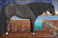 Horse Color:Black 