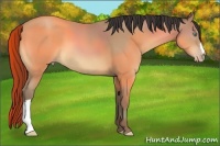 Horse Color:Sable Champagne 