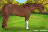 Horse Color:Chestnut 