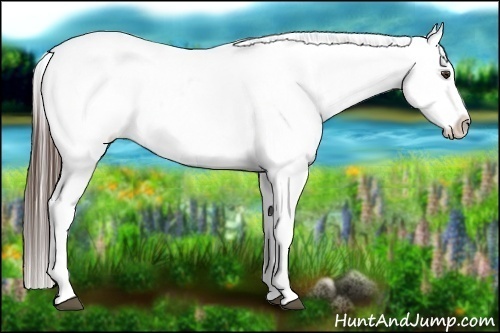 Horse Color:Liver Chestnut Appaloosa