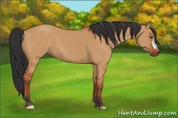 Horse Color:Bay Dun 