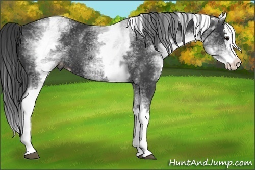 Horse Color:White Spotted Black Splash Appaloosa Rabicano