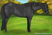 Horse Color:Black 