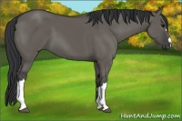 Horse Color:Grullo