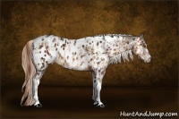 Horse Color:Brown Pearl Splash Tobiano Appaloosa  and White Spotted Liver Chestnut Appaloosa 