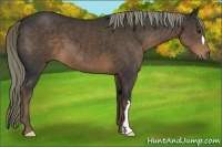 Horse Color:Liver Chestnut 