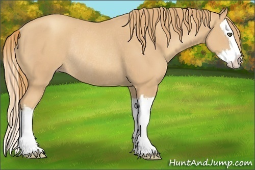 Horse Color:Gold Champagne Splash Rabicano 