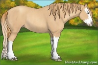 Horse Color:Gold Champagne Splash Rabicano 