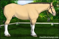 Horse Color:Amber Cream Champagne 