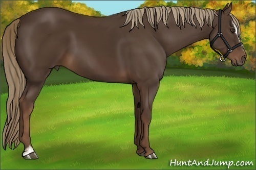 Horse Color:Liver Chestnut Sabino 
