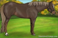 Horse Color:Liver Chestnut Sabino