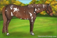 Horse Color:White Spotted Liver Chestnut