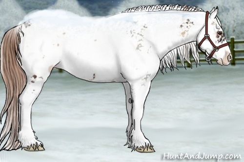 Horse Color:Liver Red Onyx Sabino 