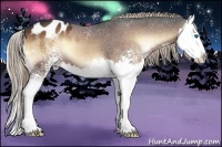 Horse Color:White Spotted Liver Red Onyx Sabino Splash Appaloosa 