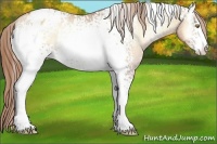Horse Color:White Spotted Gold Champagne Onyx Sabino Appaloosa