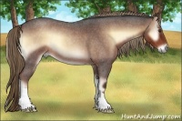 Horse Color:Liver Red Onyx Roan 