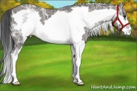 Horse Color:White Spotted Grullo Ice Frame