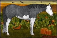 Horse Color:Black Splash