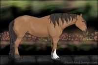 Horse Color:Buckskin 