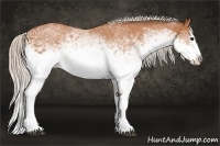Horse Color:White Spotted Silver Bay Splash 