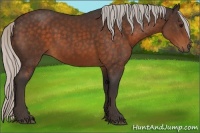 Horse Color:Silver Bay 