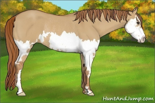 Horse Color:Red Dun Sabino Splash Frame Rabicano 
