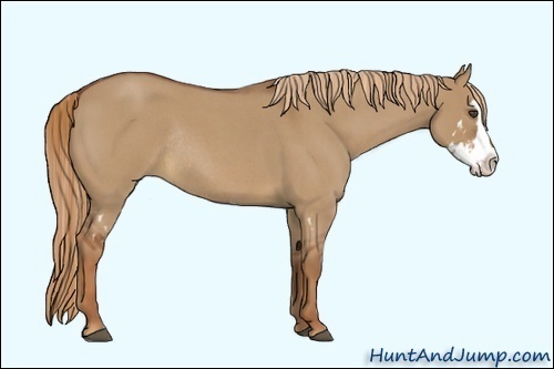 Horse Color:Red Dun Roan Splash Frame Rabicano 