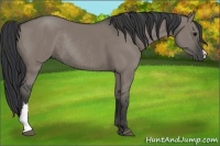 Horse Color:Grullo Rabicano 