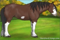 Horse Color:Bay Splash Frame 