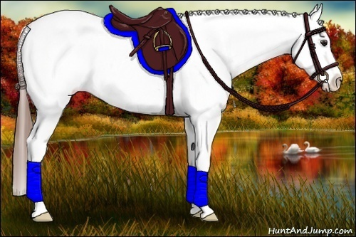 Horse Color:Buckskin Appaloosa 