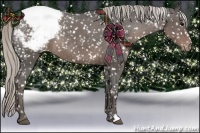 Horse Color:Silver Black Appaloosa Rabicano 