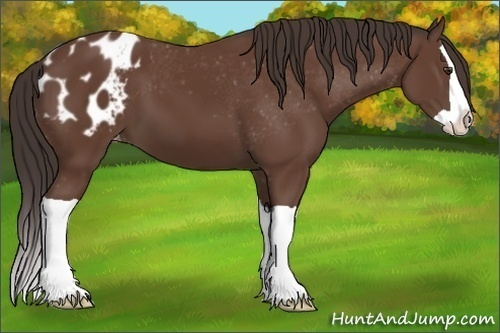 Horse Color:Bay Splash Appaloosa 