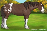 Horse Color:Bay Splash Appaloosa 