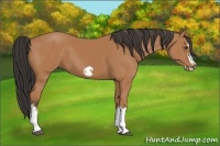 Horse Color:Bay Splash Frame