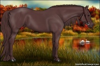 Horse Color:Chocolate Black