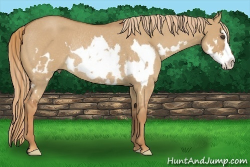 Horse Color:Red Dun Roan Splash Frame Rabicano 