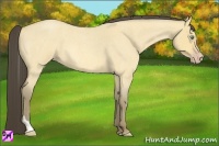 Horse Color:Amber Cream Champagne Roan Dun Tobiano 
