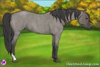 Horse Color:Smoky Grullo Roan Tobiano 