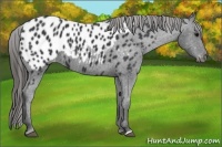 Horse Color:Black Appaloosa