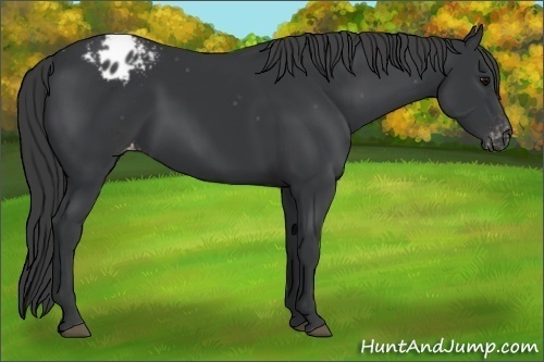 Horse Color:Black Appaloosa 