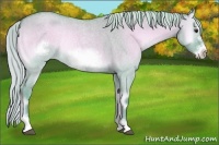 Horse Color:Watercolor Silver Bay Roan Onyx Sabino Frame Rabicano 