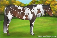 Horse Color:White Spotted Liver Chestnut 