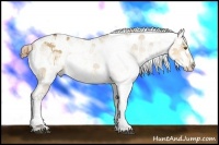 Horse Color:Buckskin Dun Sabino Varnish