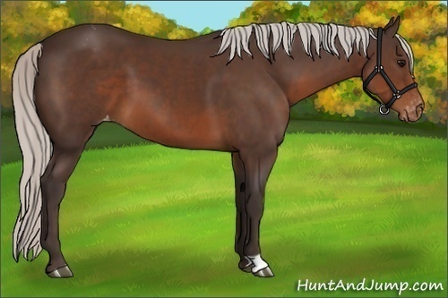 Horse Color:Silver Brown Varnish