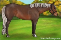 Horse Color:Silver Brown Varnish