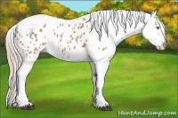 Horse Color:Palomino Tobiano Snowflake Varnish