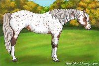Horse Color:Silver Bay Splash Appaloosa 