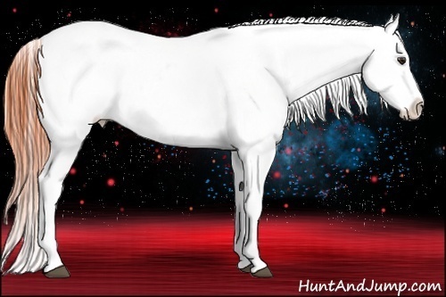 Horse Color:White Spotted Bay Frame Appaloosa 