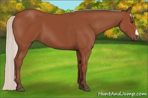 Horse Color:Silver Bay 