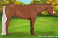 Horse Color:Silver Bay 